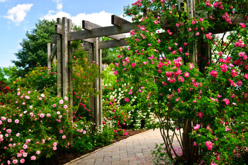 Piękny ogród pełen róż