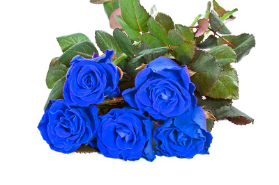 Bukiet niebieskich róż